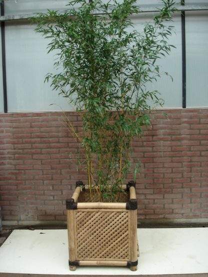 Bamboe groot Smalbladig