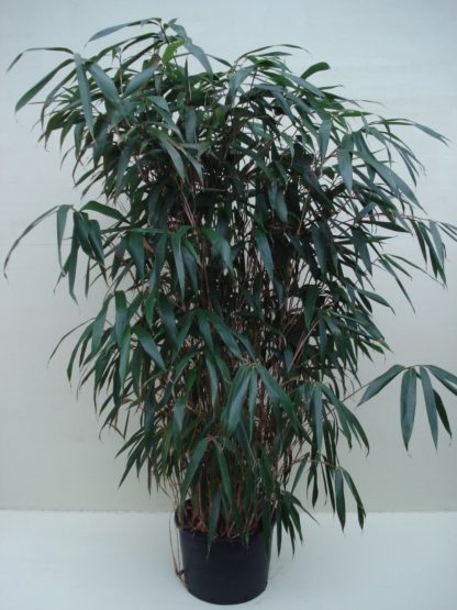 Bamboe 2m50