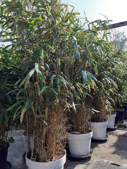 Bamboe 2m