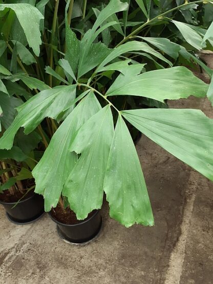 vissenblad palm Caryota Mitis
