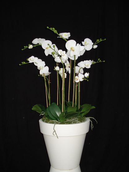 Foto van Phalaenopsis in Purepot